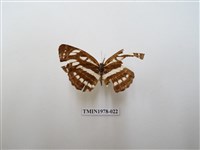 藏品(豆環蛺蝶)的圖片